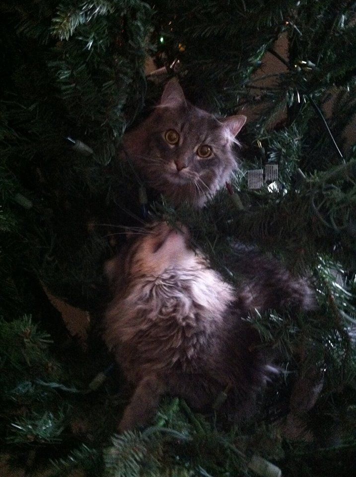 christmas cat